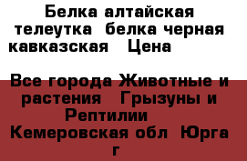 Белка алтайская телеутка, белка черная кавказская › Цена ­ 5 000 - Все города Животные и растения » Грызуны и Рептилии   . Кемеровская обл.,Юрга г.